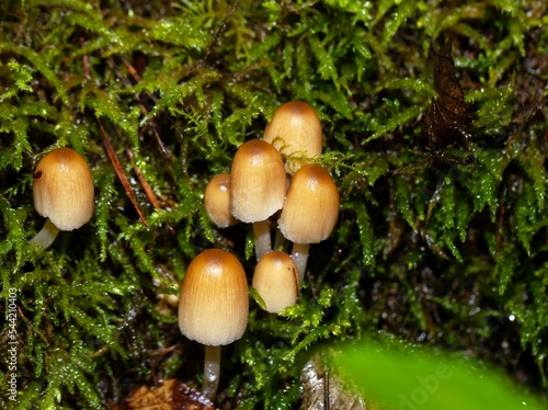 Mica cap fungi Coprinellus micaceus