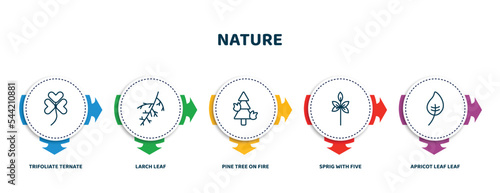 editable thin line icons with infographic template. infographic for nature concept. included trifoliate ternate, larch leaf, pine tree on fire, sprig with five leaves, apricot leaf leaf icons.