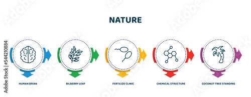 editable thin line icons with infographic template. infographic for nature concept. included human brian, bilberry leaf, fertilize clinic, chemical structure, coconut tree standing icons.
