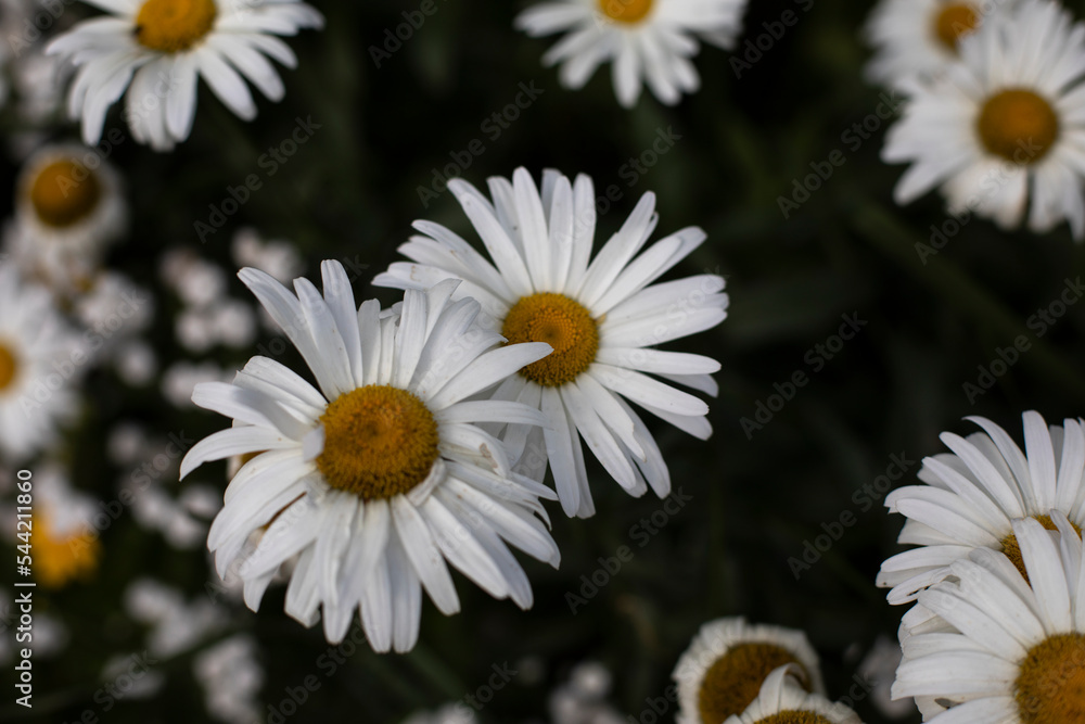 Obraz premium Flowers in garden in summer. Flowering of plant. Beautiful nature.
