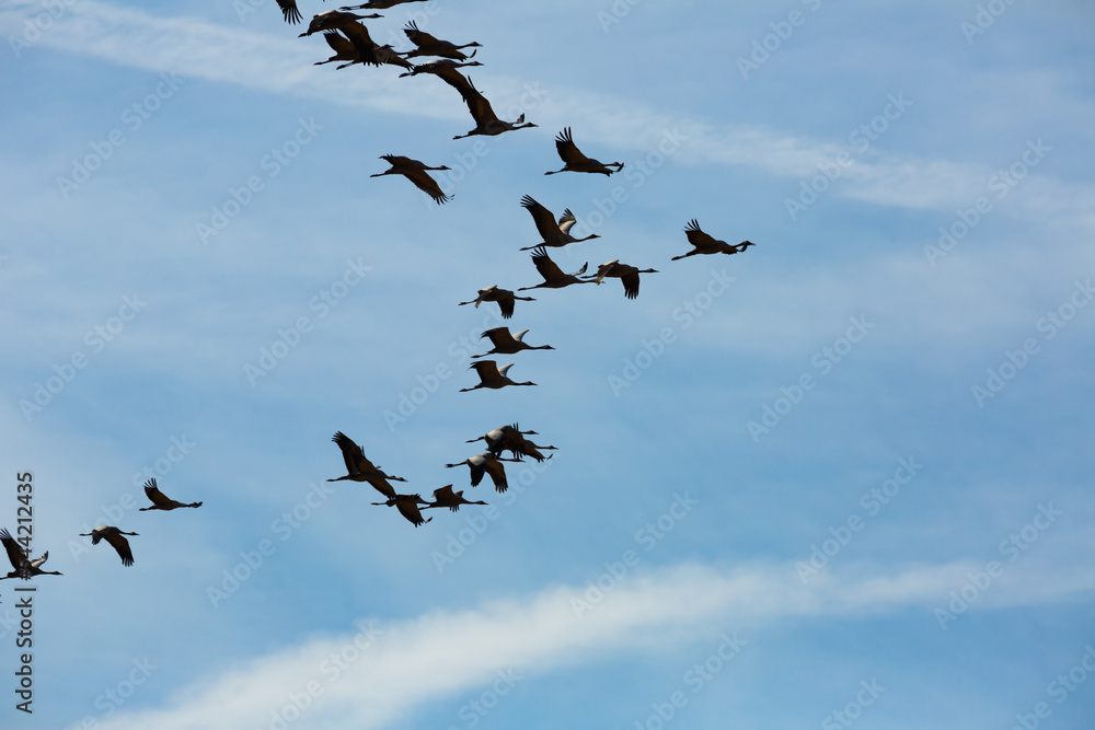 Bird migration, group of cranes flying high up in cloudy sky