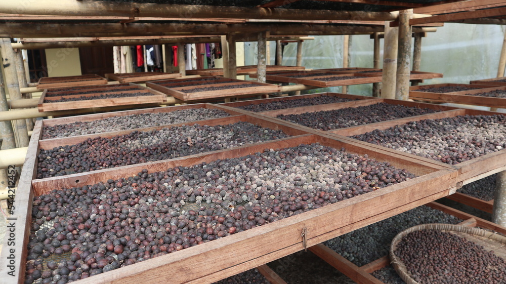 coffee beans in the drying process using the heat of the sun coffee beans in the drying process using the heat of the sun