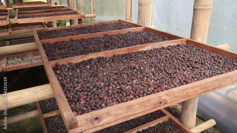 coffee beans in the drying process using the heat of the sun coffee beans in the drying process using the heat of the sun
