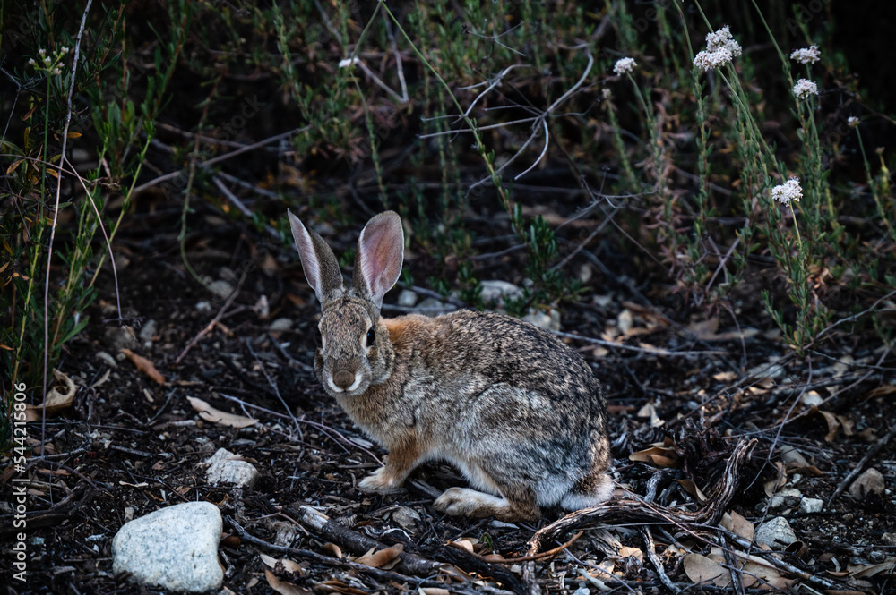 Fototapeta premium rabbit in foliage