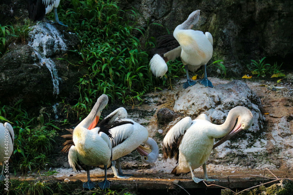 Obraz premium This is photo of pelican bird. This bird is one of the bird species in the lake in Ragunan Zoo.