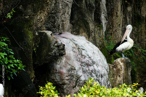 This is photo of pelican bird. This bird is one of the bird species in the lake in Ragunan Zoo. photo