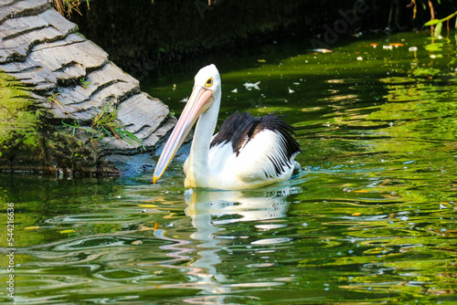 This is photo of pelican bird. This bird is one of the bird species in the lake in Ragunan Zoo. photo