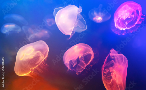 Obraz na plátně Jellyfish at the bottom of the ocean or sea.