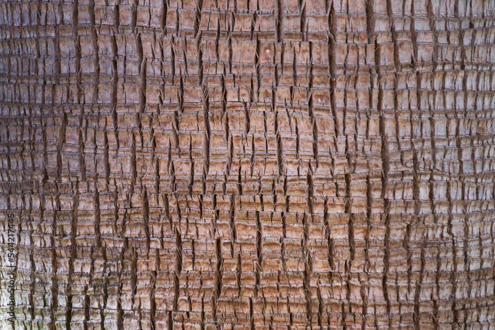 Fototapeta premium Background palm tree bark texture.