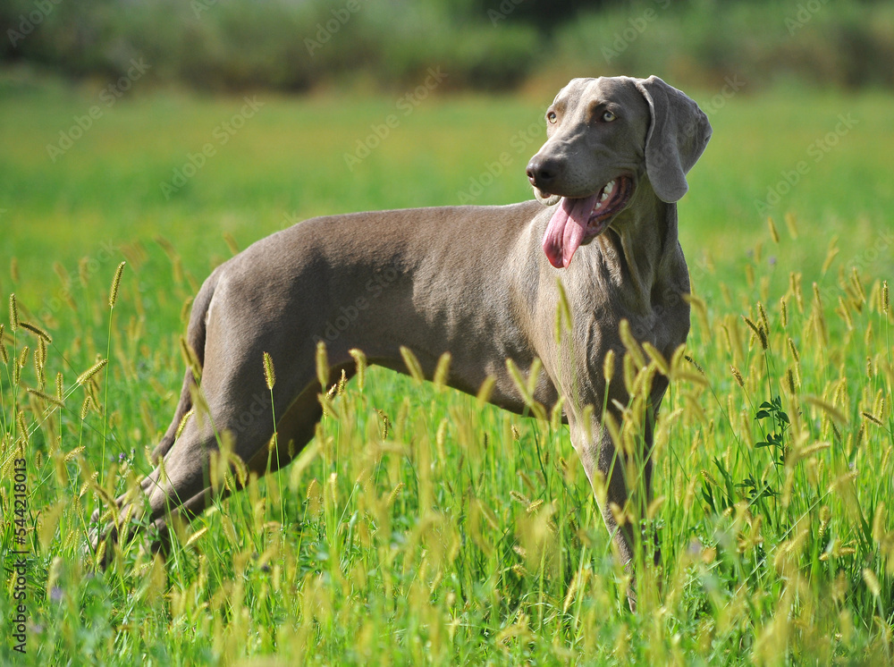 a weimaraner breed dog playing in the field a weimaraner breed dog playing in the field
