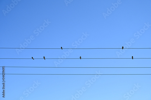 Swallows on a wire. Birds in nature. Group of birds on electric cable. 