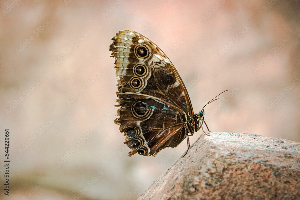 Fototapeta premium Close-up on exotic butterfly with blurred background