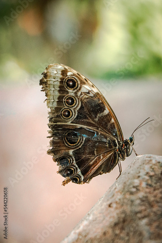 Wallpaper Mural Close-up on exotic butterfly with blurred background Torontodigital.ca