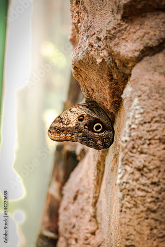 Wallpaper Mural Close-up on exotic butterfly with blurred background Torontodigital.ca