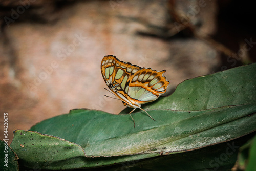 Wallpaper Mural Close-up on exotic butterfly with blurred background Torontodigital.ca