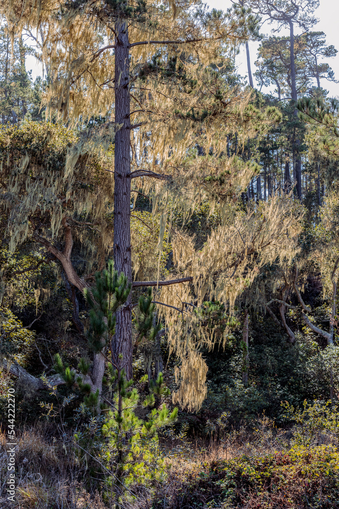 Fototapeta premium Spanish Moss 9