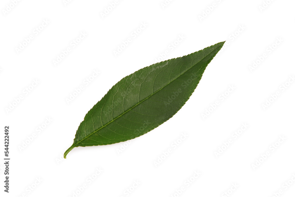 Fototapeta premium One fresh green leaf isolated on white