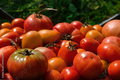 Closeup view of red ripe tomatoes outdoors on sunny day