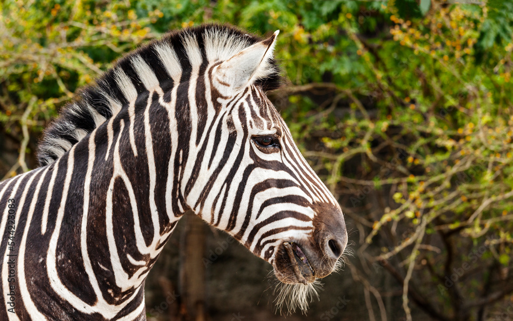 strange animal the zebra