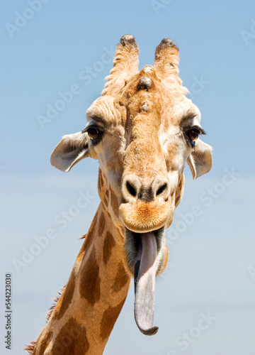 a giraffe poking it's tongue