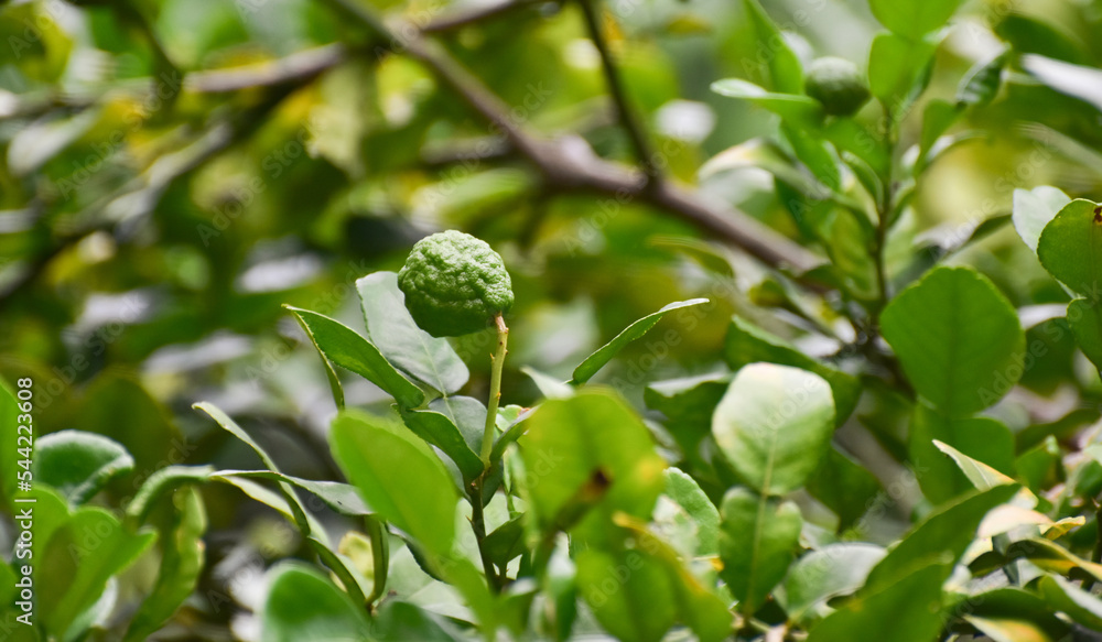 green lemon on the tree green lemon on the tree