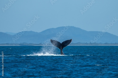 whale tail of a humpback whale in queensland australia photo