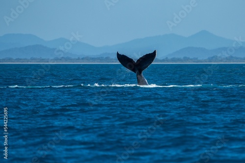 whale tail of a humpback whale in queensland australia © Phoebe