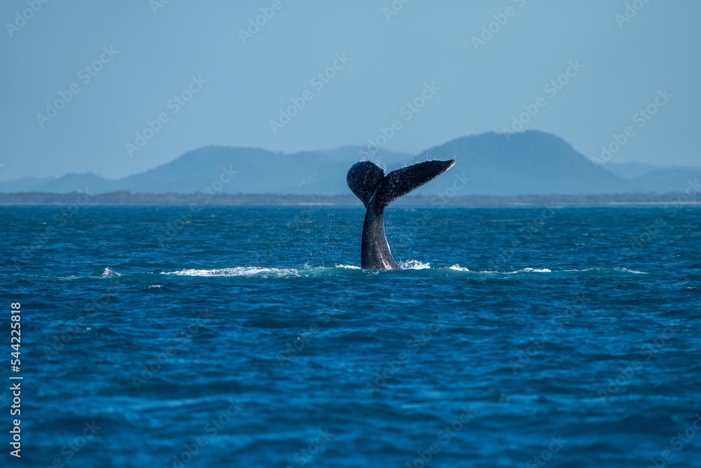 Obraz premium whale tail of a humpback whale in queensland australia
