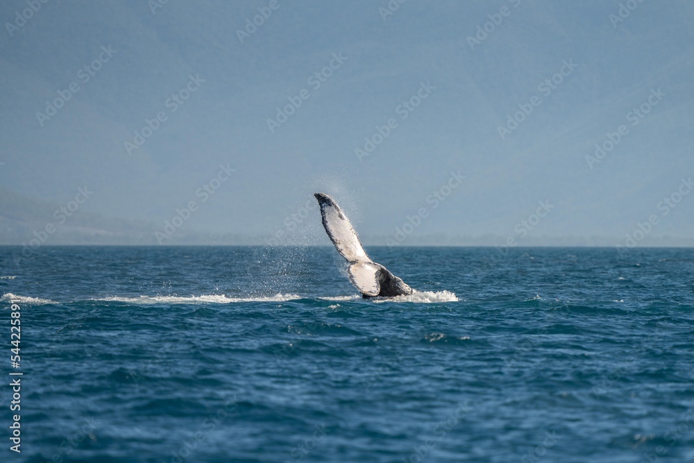 Fototapeta premium whale tail of a humpback whale in queensland australia