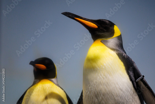 ペンギン