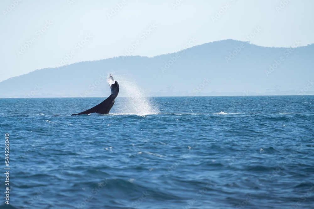 Fototapeta premium whale tail of a humpback whale in queensland australia