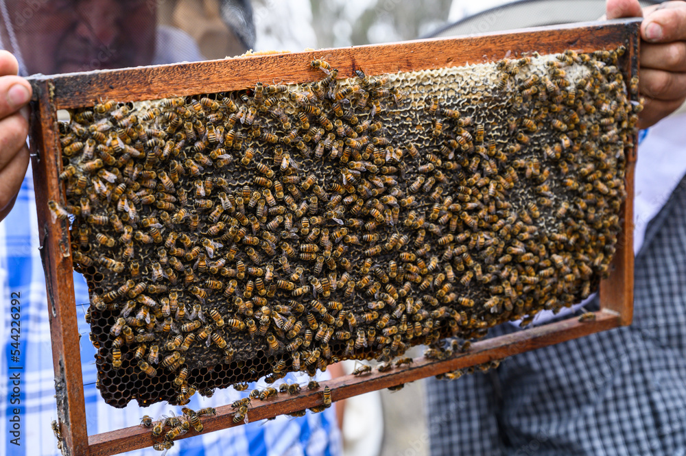 A beekeeper holds a frame with bees. Honey production. Apiary in nature. Natural food. bees on A beekeeper holds a frame with bees. Honey production. Apiary in nature. Natural food. bees on