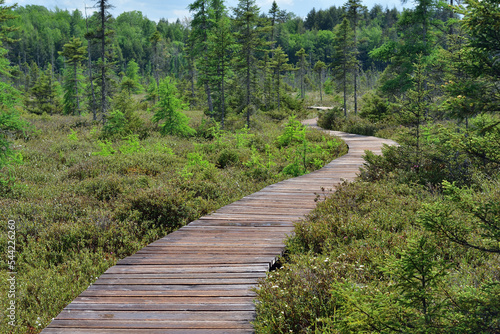 Obraz na plátně Wooden boardwalk accross wetland