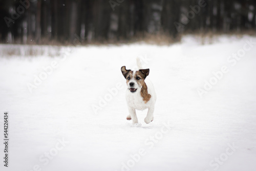 jack russell terrier running