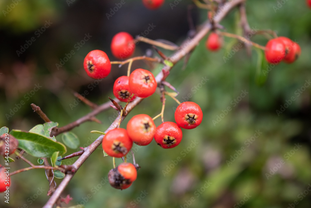 red berries of firethorn, pyracantha p. coccinea 2