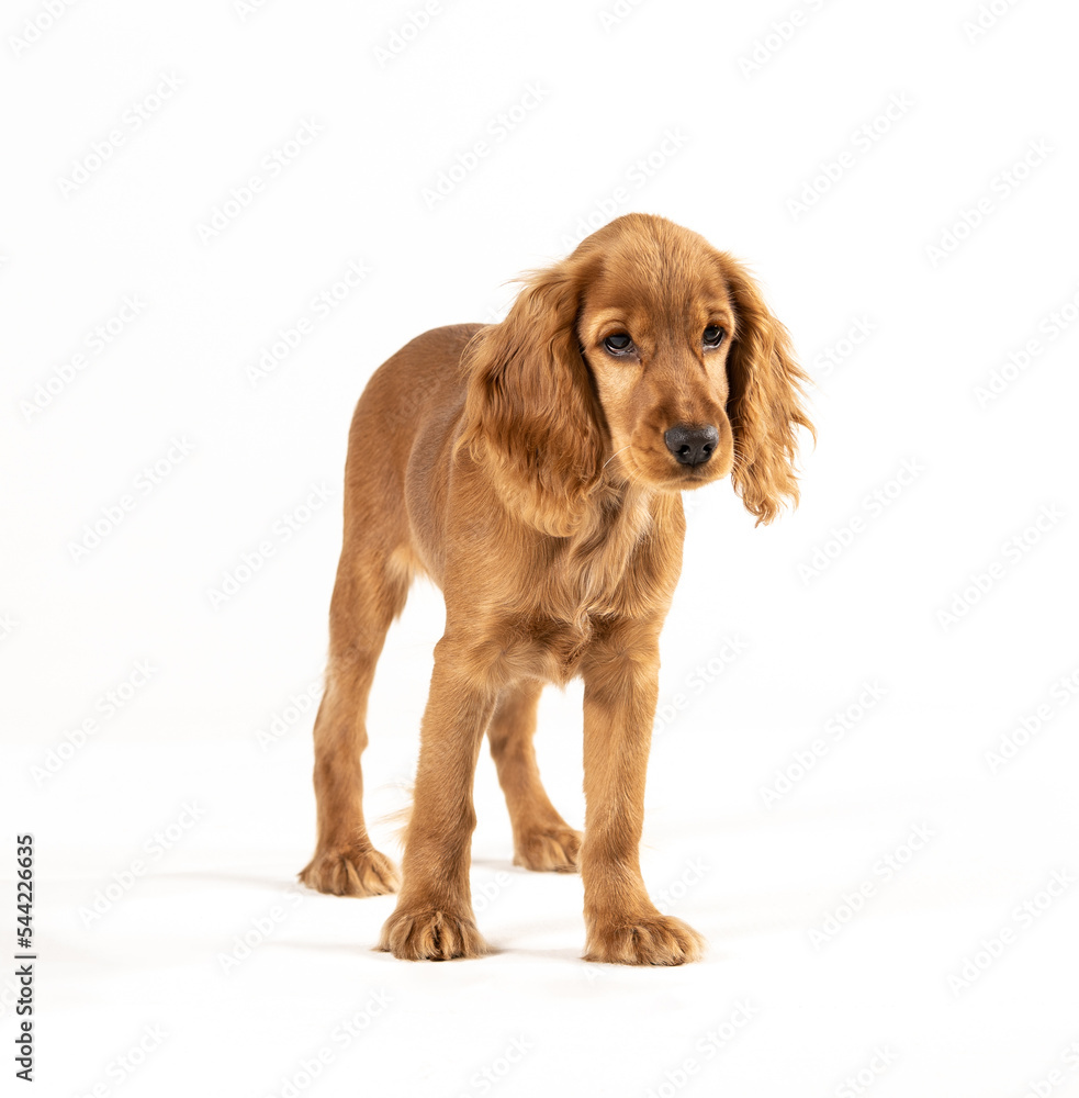 young spaniel dog on a white background