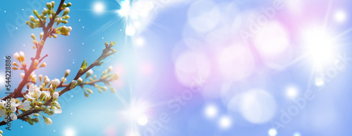 Blossoming white flowers of apple tree, blue sky and sunlight flares. Ethereal fairy floral background, springtime