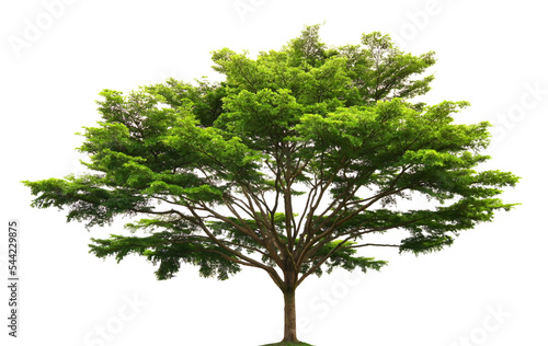 Green trees isolated on transparent png