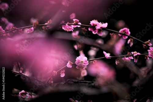 梅の花 photo