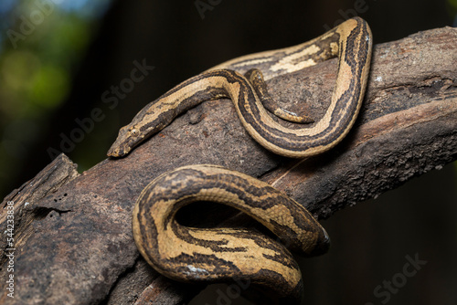  the Indonesian tree boa Candoia carinata or  Pacific ground boa snake