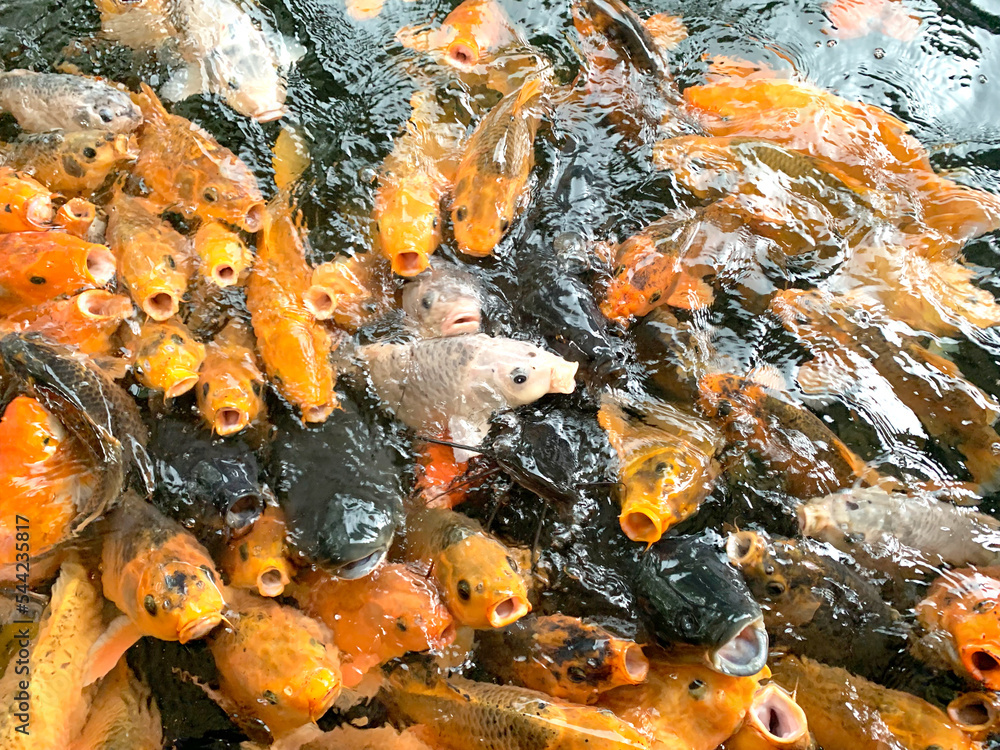 Dozens of koi fish and catfish piled on top of each other for food Dozens of koi fish and catfish piled on top of each other for food