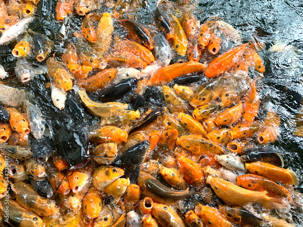 Dozens of koi fish and catfish piled on top of each other for food Dozens of koi fish and catfish piled on top of each other for food