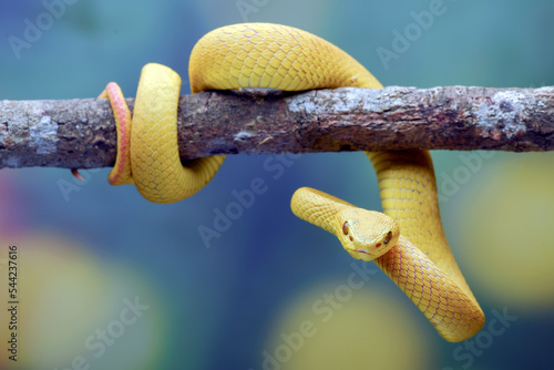 White-lipped tree viper on a tree branch © shirly