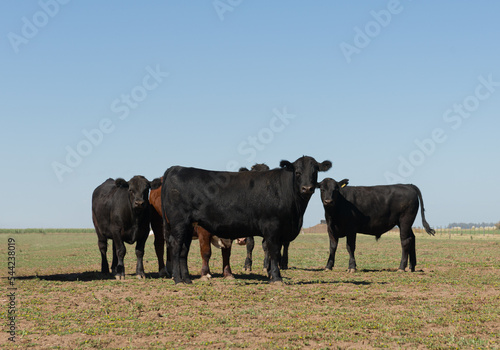 Herd of steers and cows in the meadow