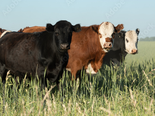 Herd of steers and cows in the meadow