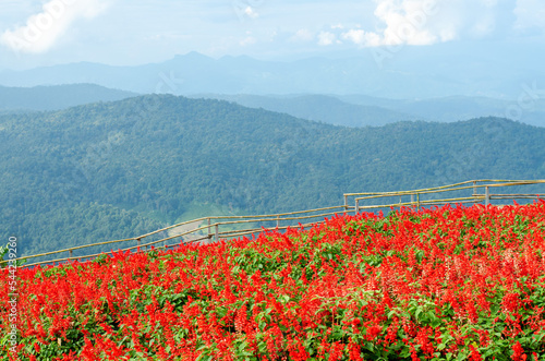 Salvia Splendens flower with mountain view behind photo