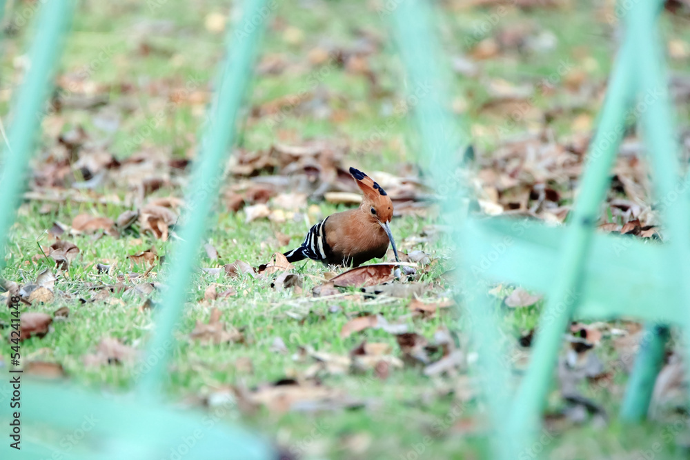 The Hoopoe on the field