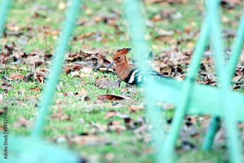 The Hoopoe on the field