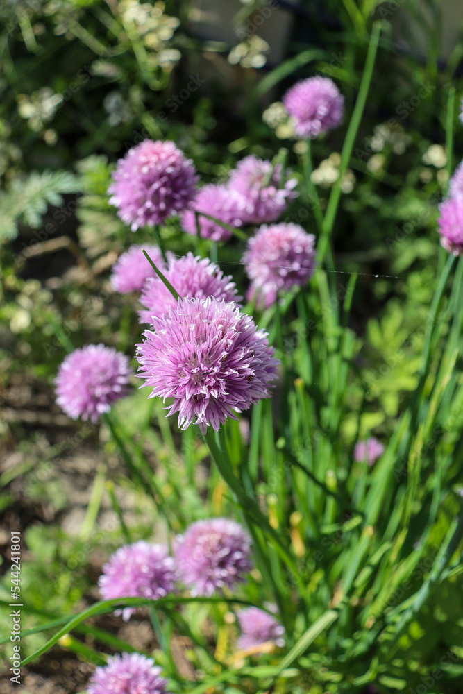 purple flowers of onion allium cepa purple flowers of onion allium cepa
