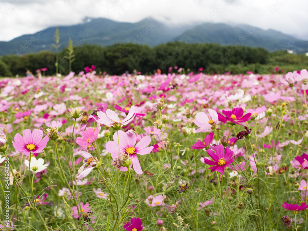 Beautiful Cosmos flowers blooming in the nature